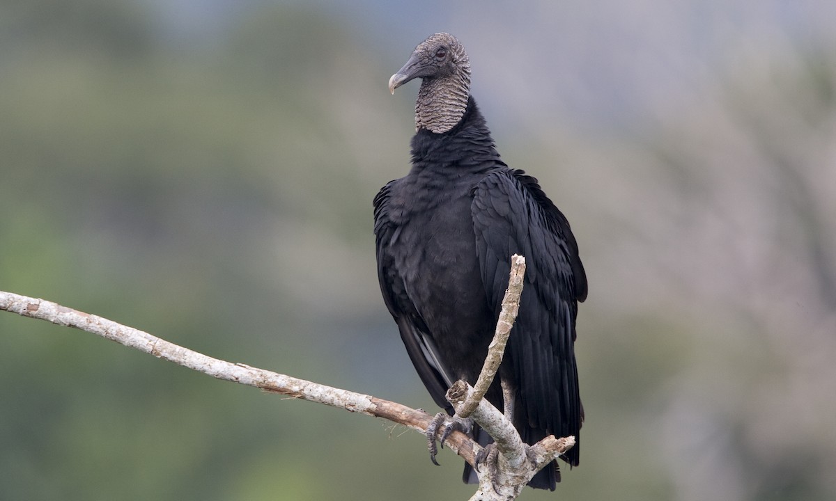 Black Vulture - Brian Sullivan