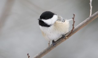  - Black-capped Chickadee