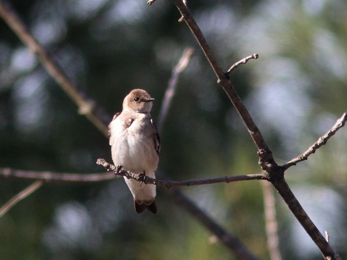 Northern Rough-winged Swallow - ML27258791