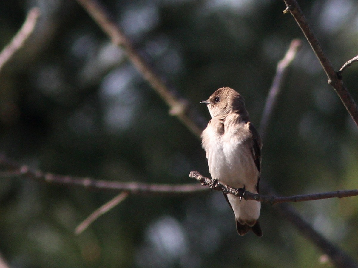 Northern Rough-winged Swallow - ML27258811
