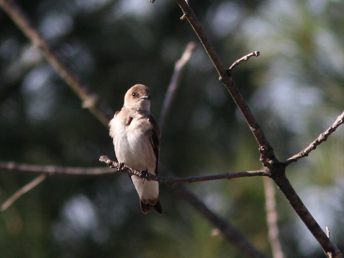 Northern Rough-winged Swallow - ML27258891