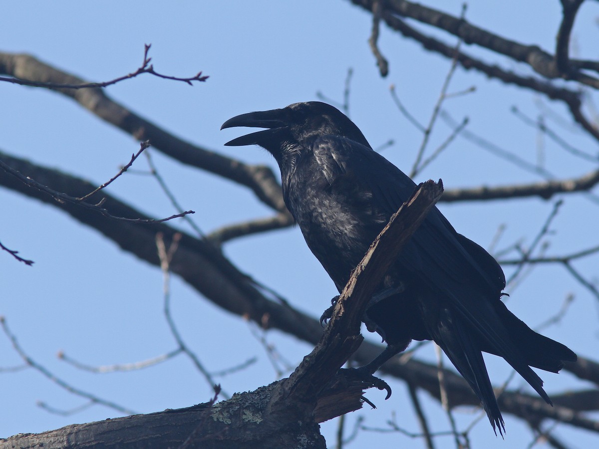 Common Raven - Larry Therrien