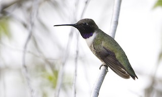  - Black-chinned Hummingbird