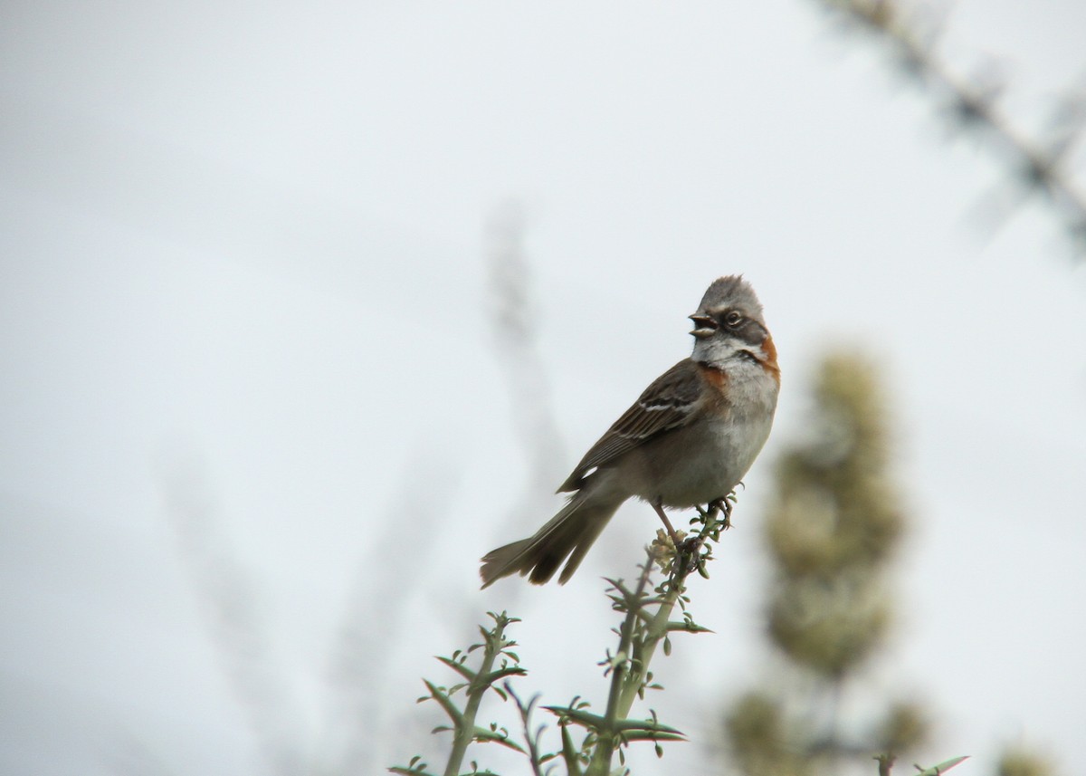 Rufous-collared Sparrow - Miguel Avalos