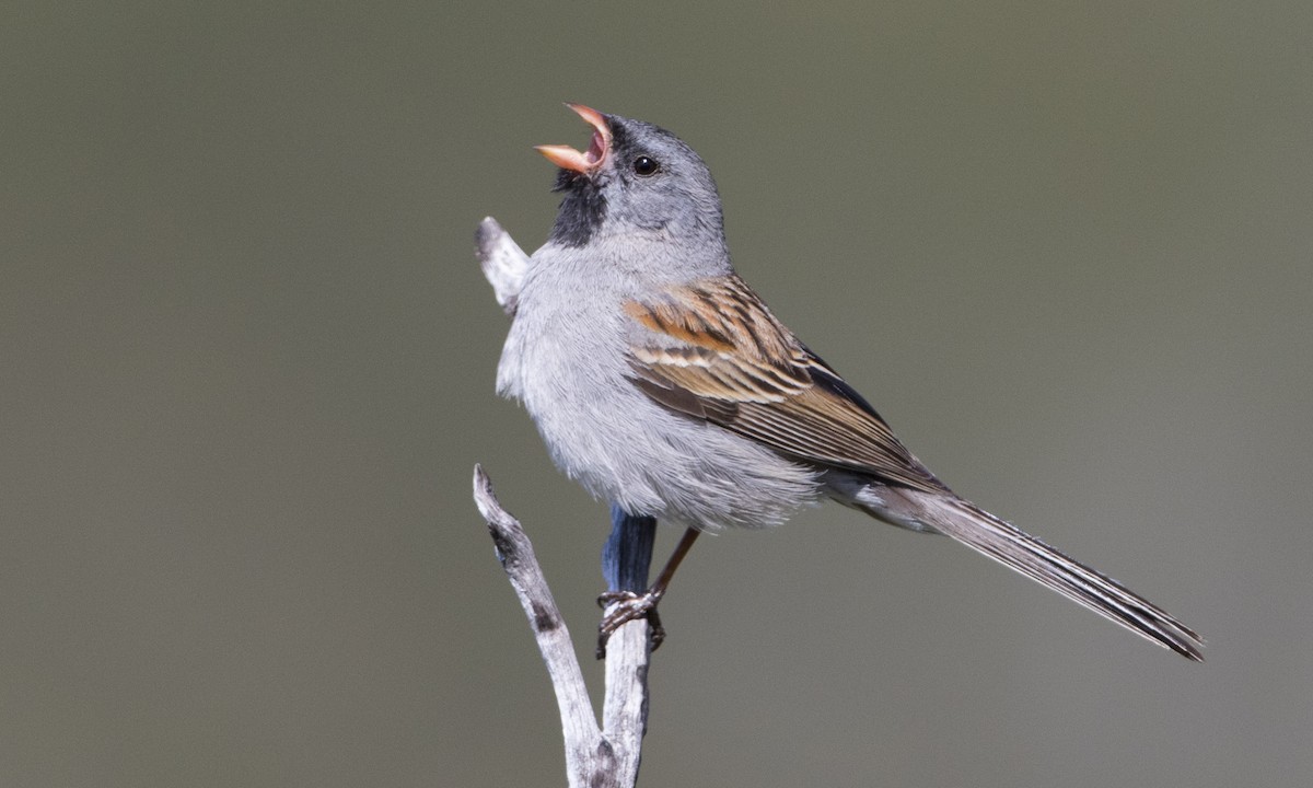 Black-chinned Sparrow - Brian Sullivan