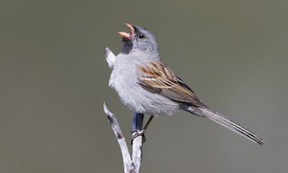  - Black-chinned Sparrow