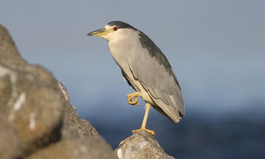 Black-crowned Night Heron