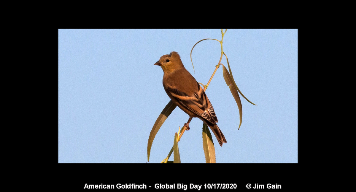 American Goldfinch - ML272598781
