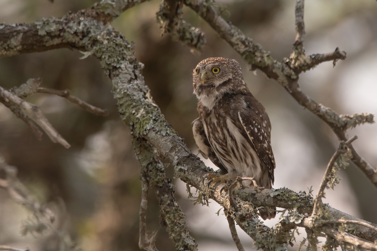 Ferruginous Pygmy-Owl - ML272599411