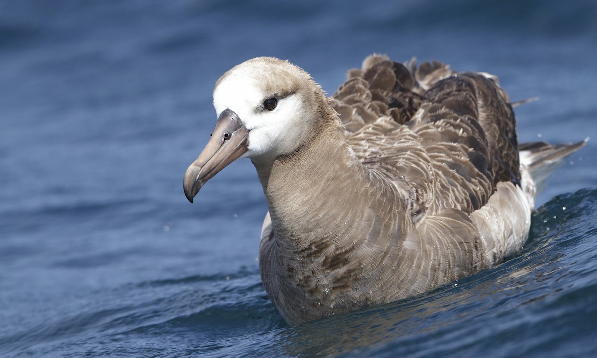 Black-footed Albatross - Brian Sullivan