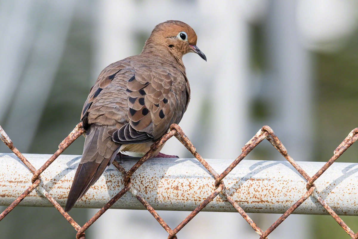 Mourning Dove - Dawn Currie