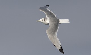  - Black-legged Kittiwake