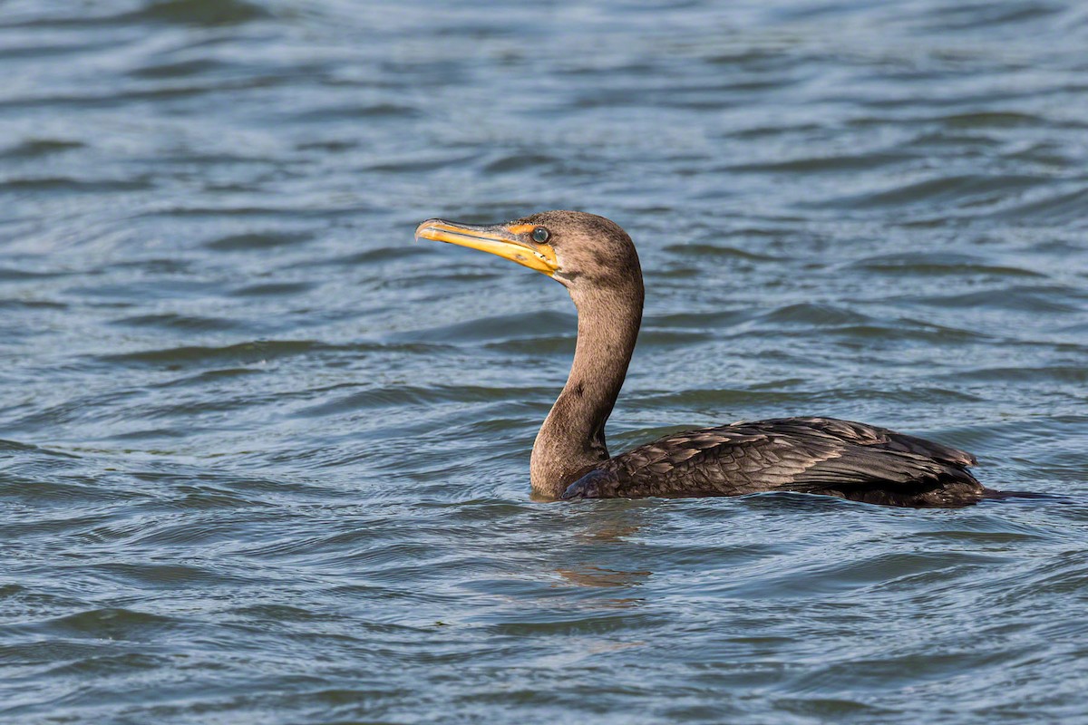 Double-crested Cormorant - Dawn Currie