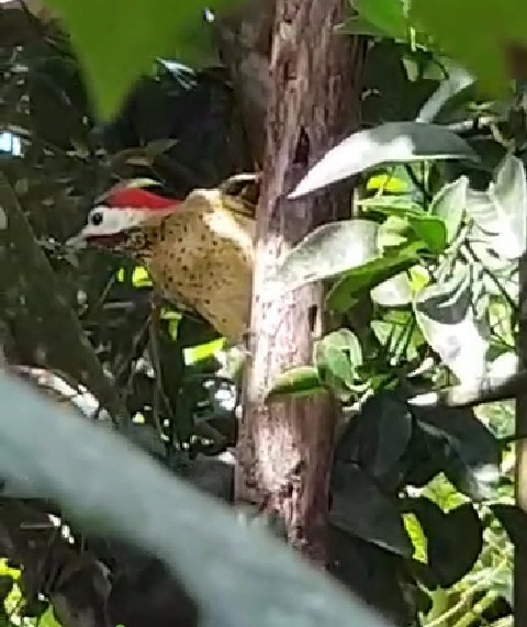 Spot-breasted Woodpecker - ML272605481