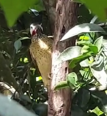 Spot-breasted Woodpecker - ML272605541