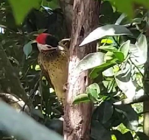 Spot-breasted Woodpecker - ML272605661