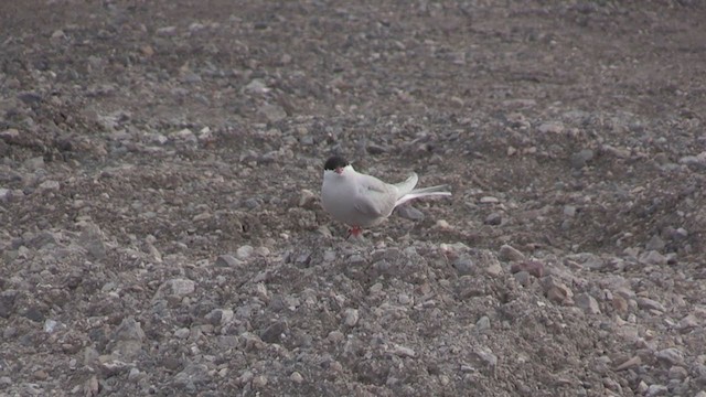 Arctic Tern - ML272606081