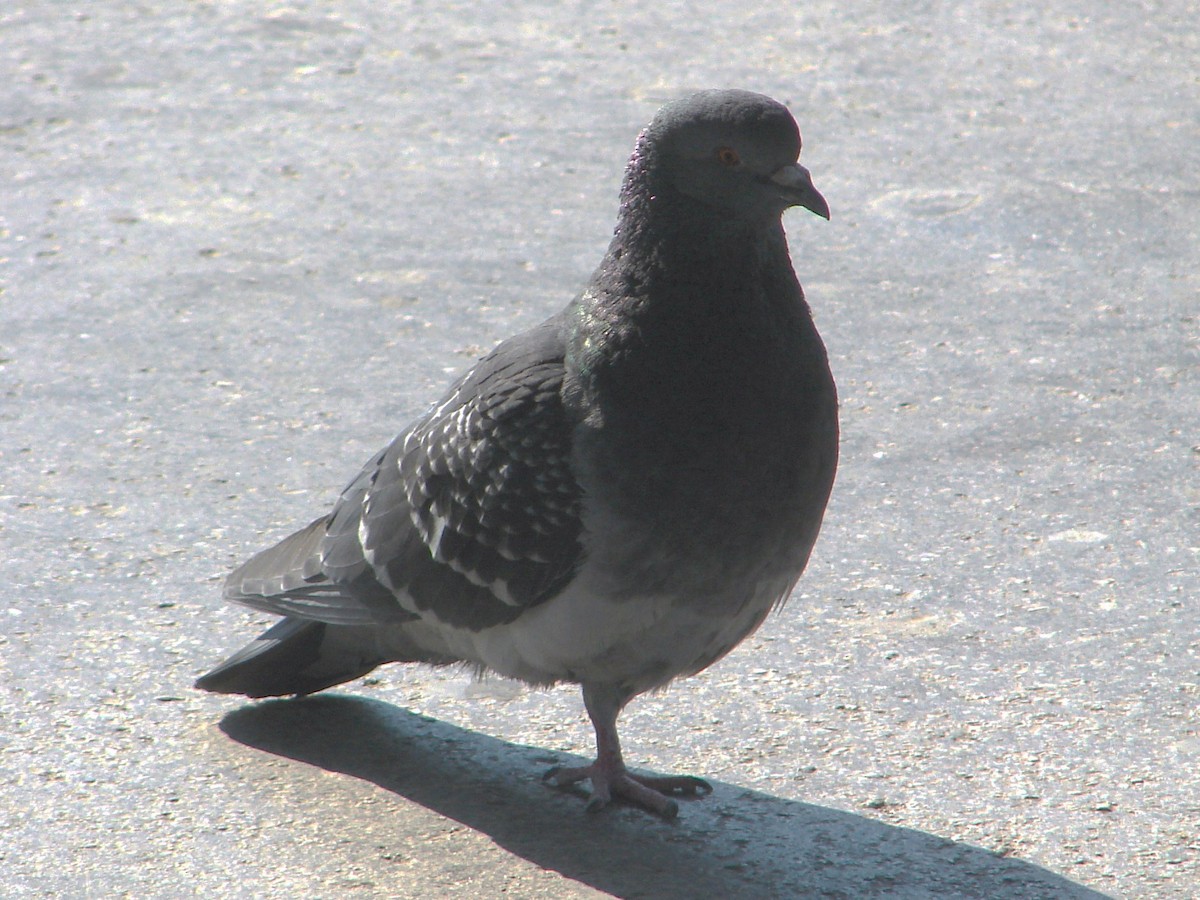 Rock Pigeon (Feral Pigeon) - Jan Richtr