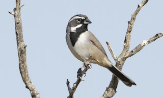  - Black-throated Sparrow