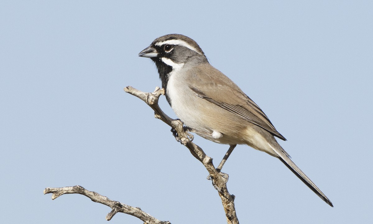 Black-throated Sparrow - ML27260721
