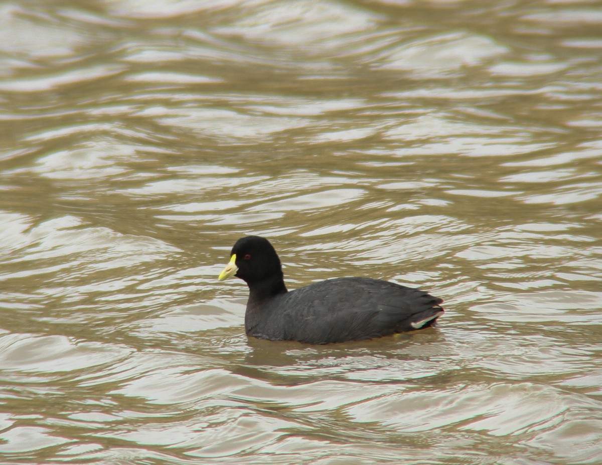 White-winged Coot - Miguel Avalos