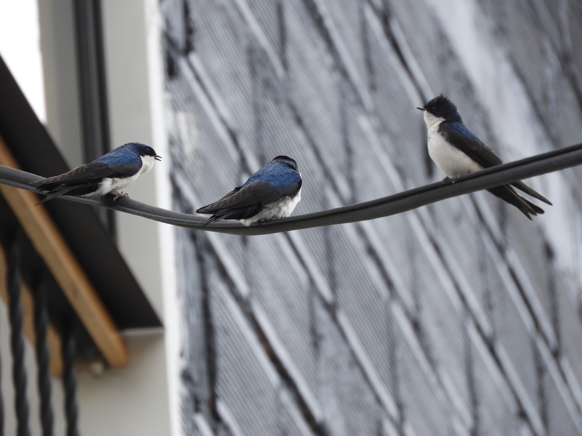 Blue-and-white Swallow (cyanoleuca) - ML272612961