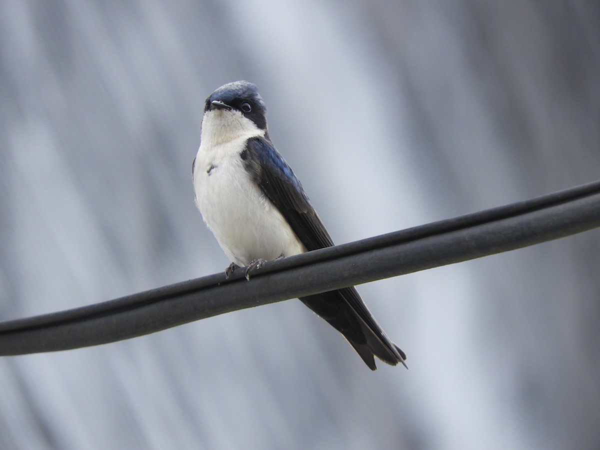 Blue-and-white Swallow (cyanoleuca) - ML272613211