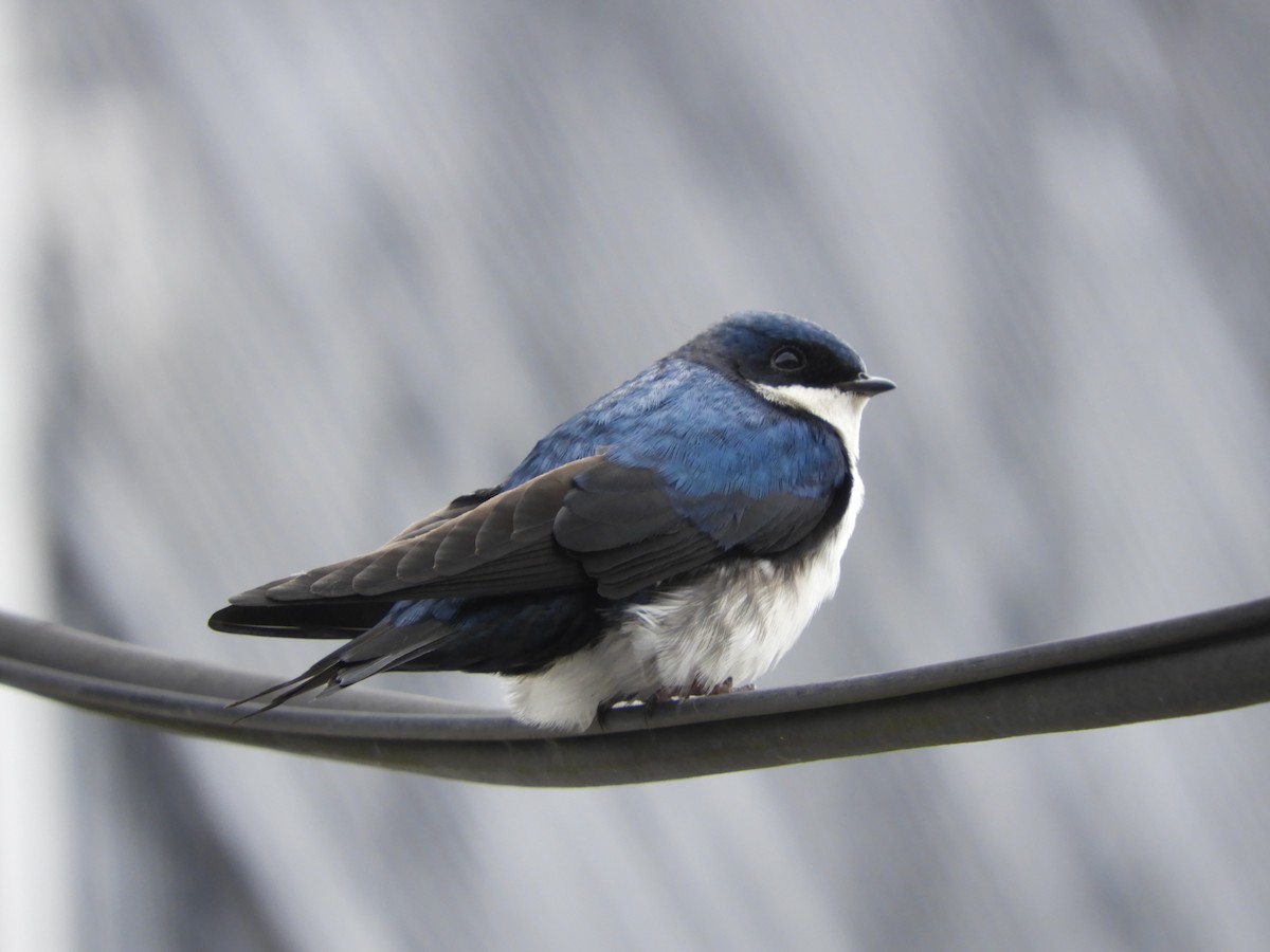 Blue-and-white Swallow (cyanoleuca) - ML272613221