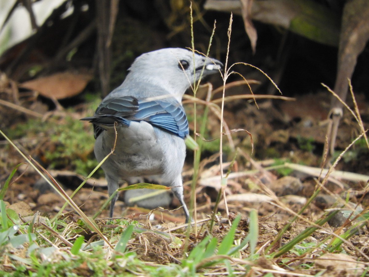 Blue-gray Tanager - ML272616511