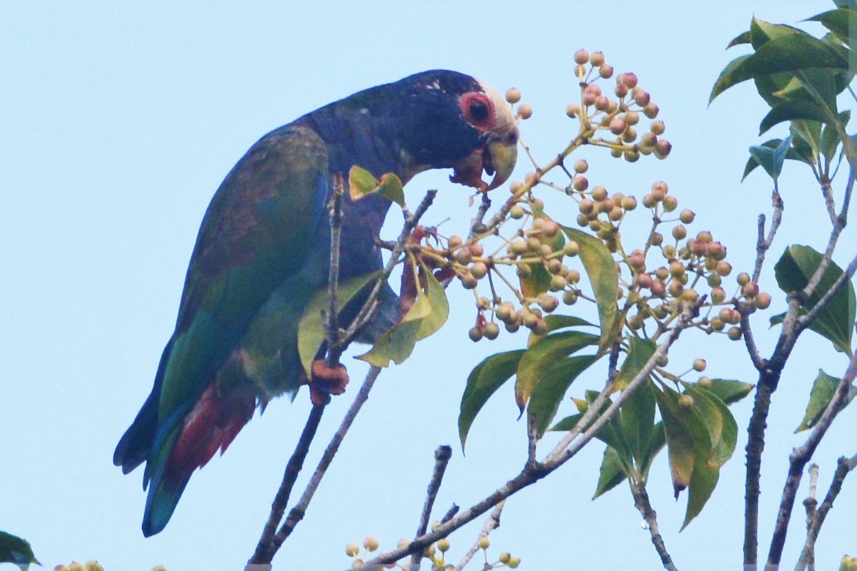 White-crowned Parrot - David Hollie