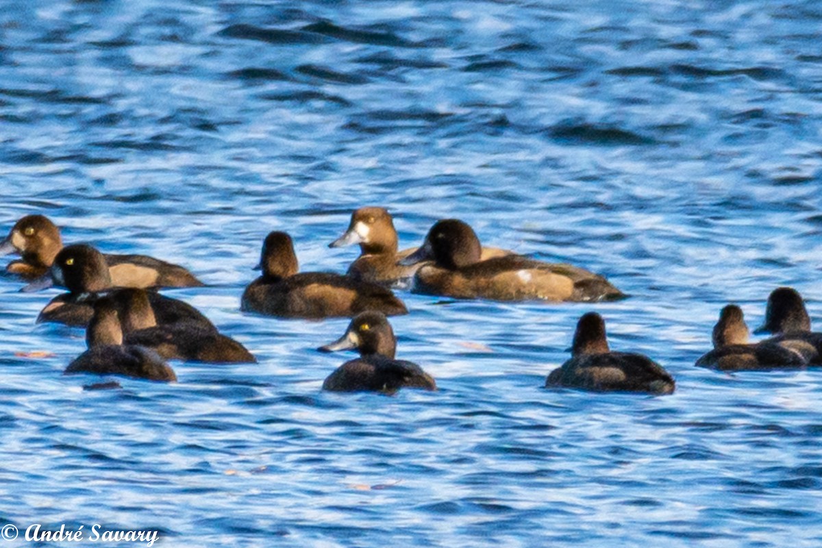 Greater Scaup - ML272620901