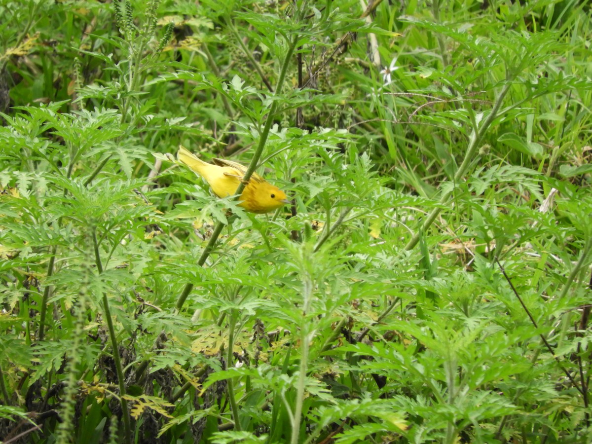 Yellow Warbler - ML272621231