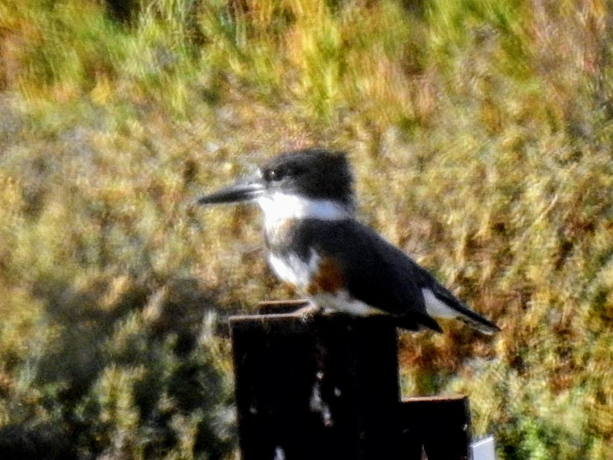 Belted Kingfisher - ML272623641