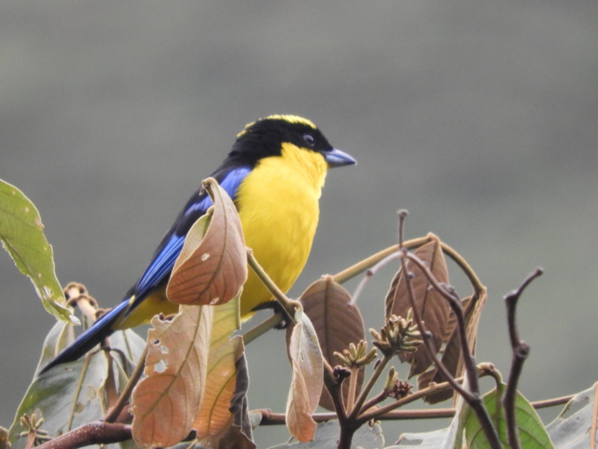 Blue-winged Mountain Tanager (Blue-winged) - ML272623831
