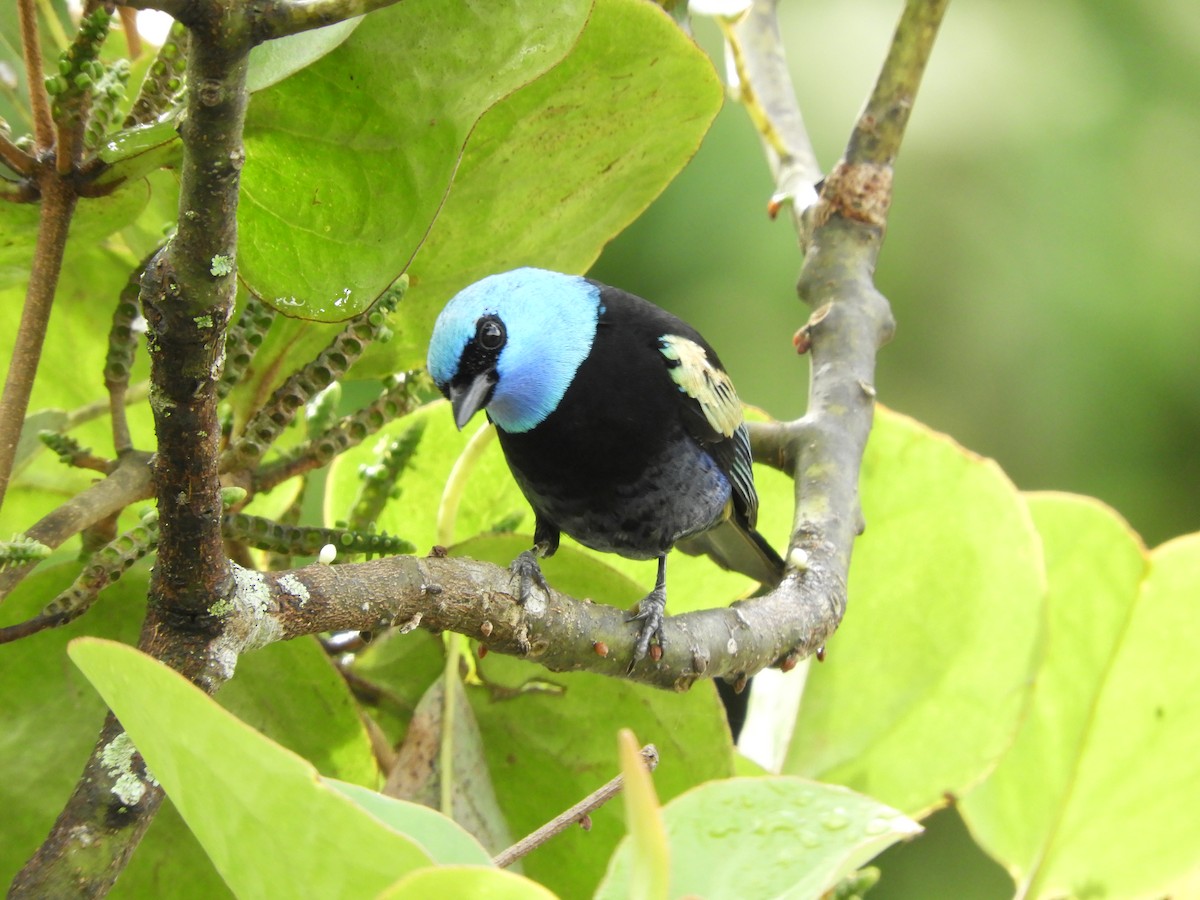 Blue-necked Tanager - ML272625191