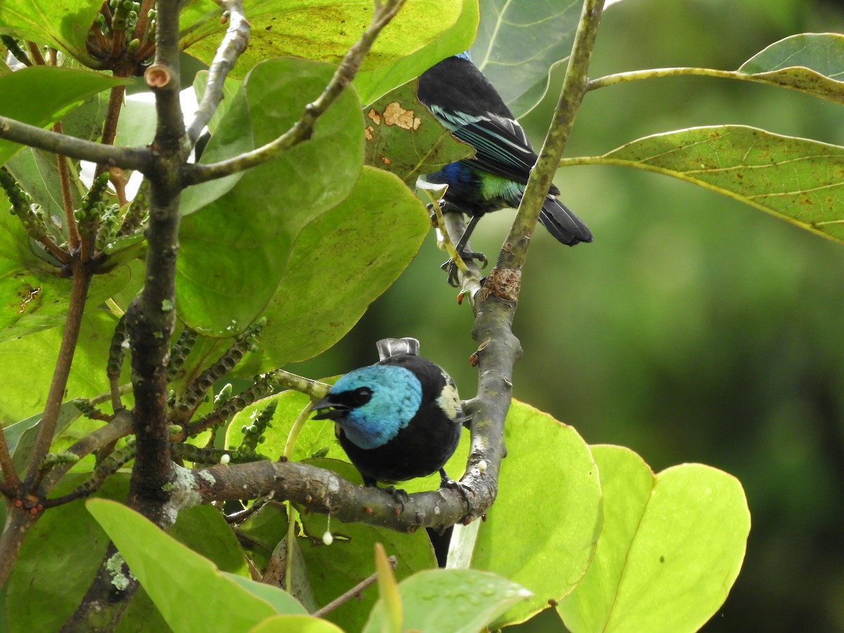 Blue-necked Tanager - ML272625261