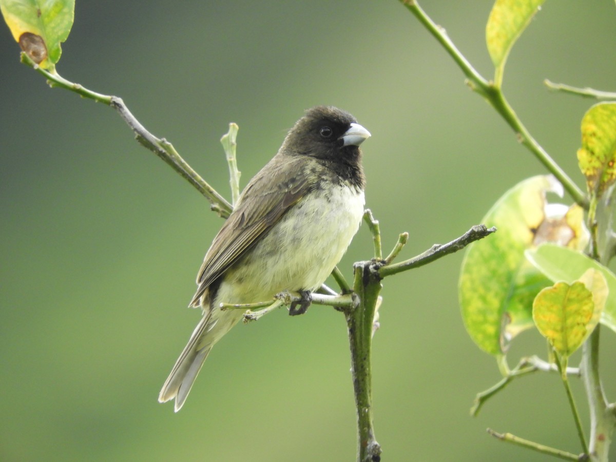 Yellow-bellied Seedeater - ML272625671