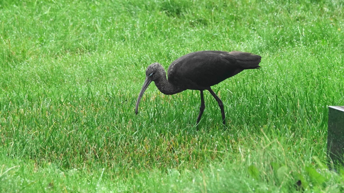 Glossy Ibis - Barry Day