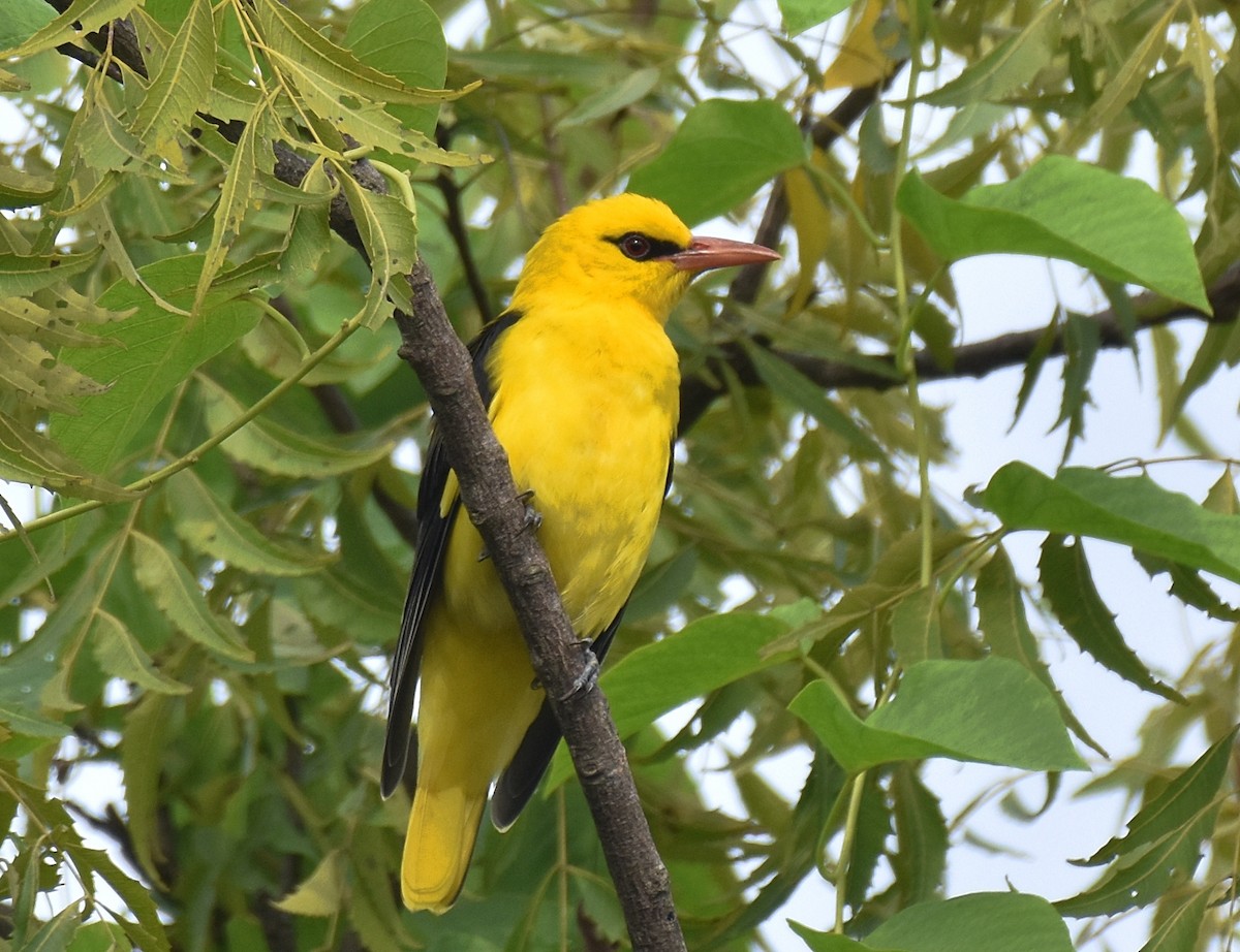 Indian Golden Oriole - ML272636711