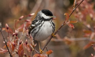  - Blackpoll Warbler