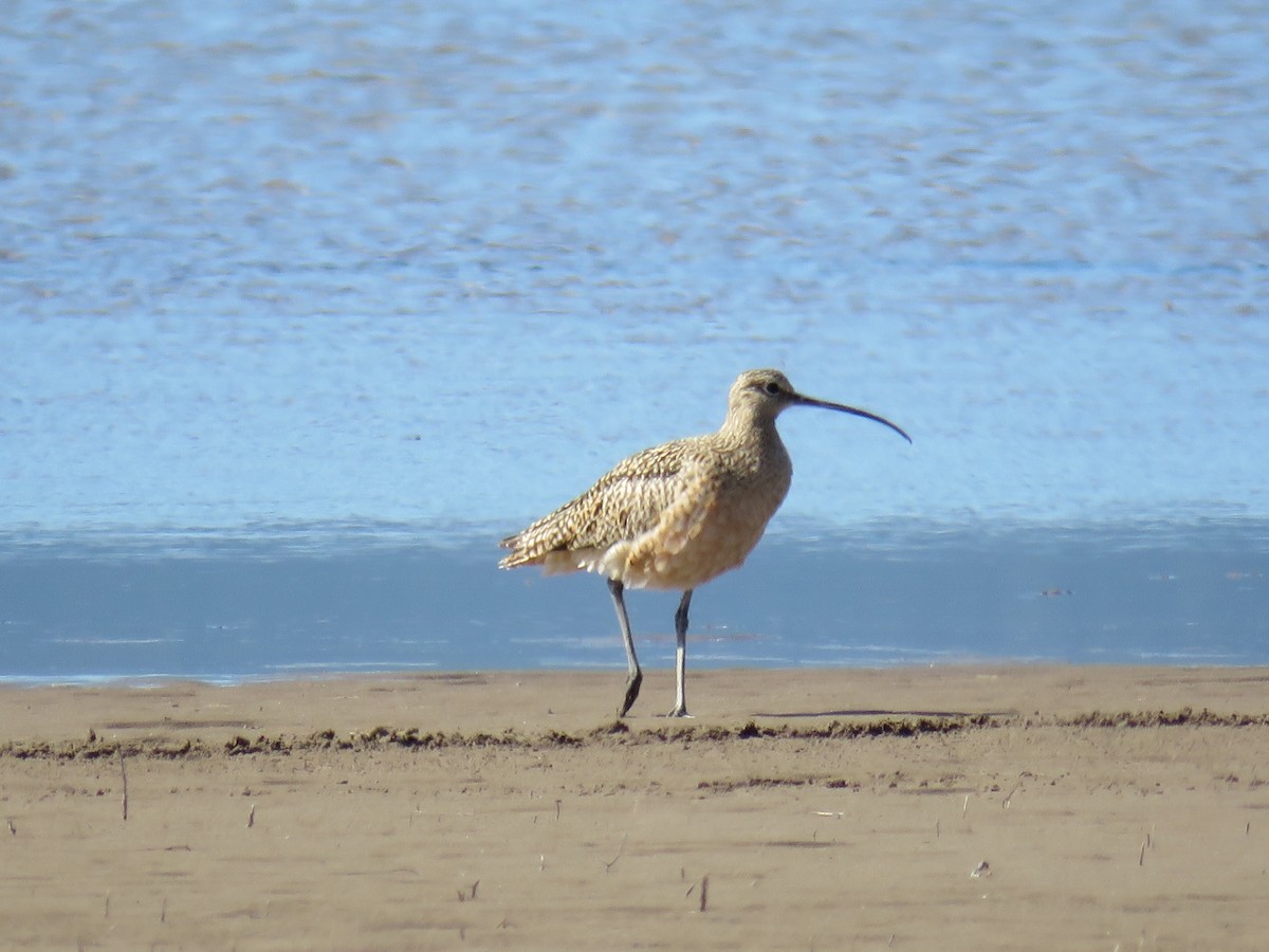 Long-billed Curlew - ML27263901