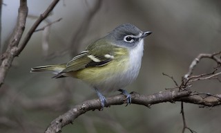  - Blue-headed Vireo