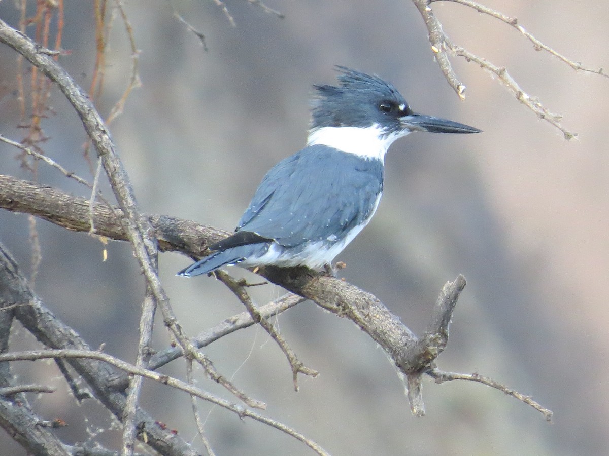 Belted Kingfisher - Vincent Maglio