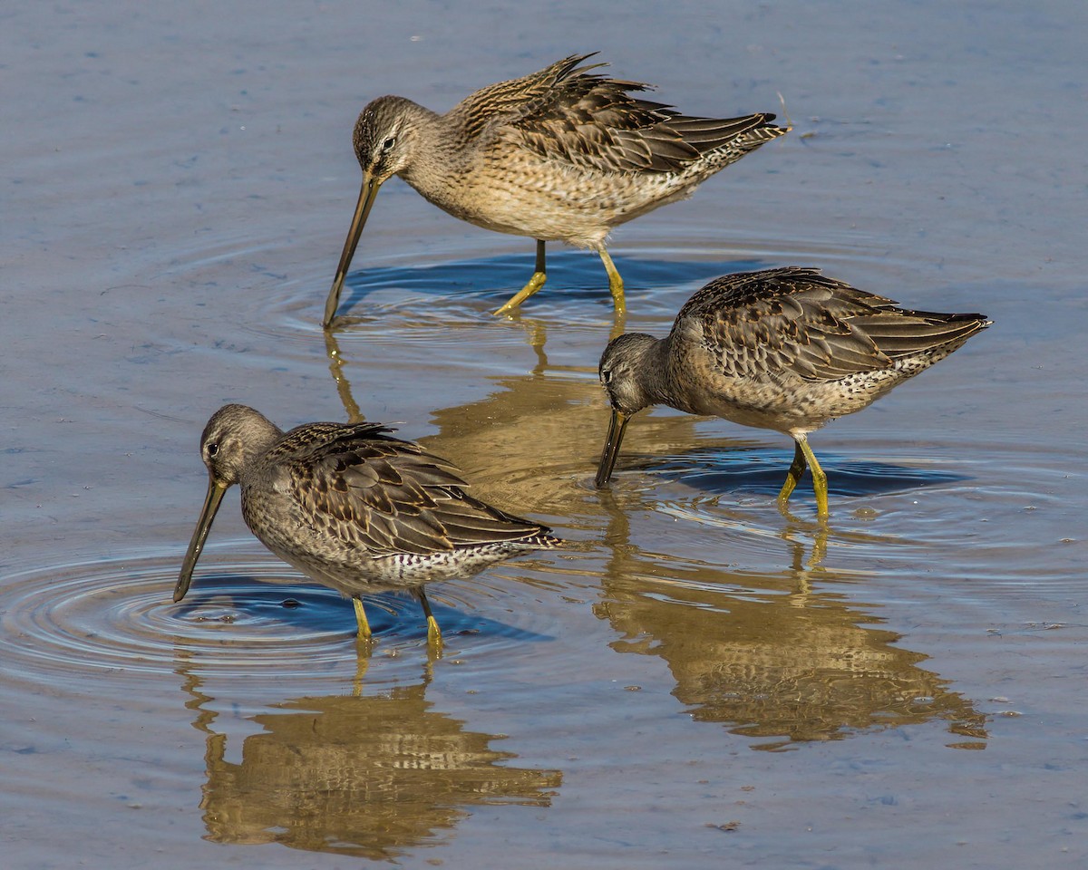 Long-billed Dowitcher - ML272647361