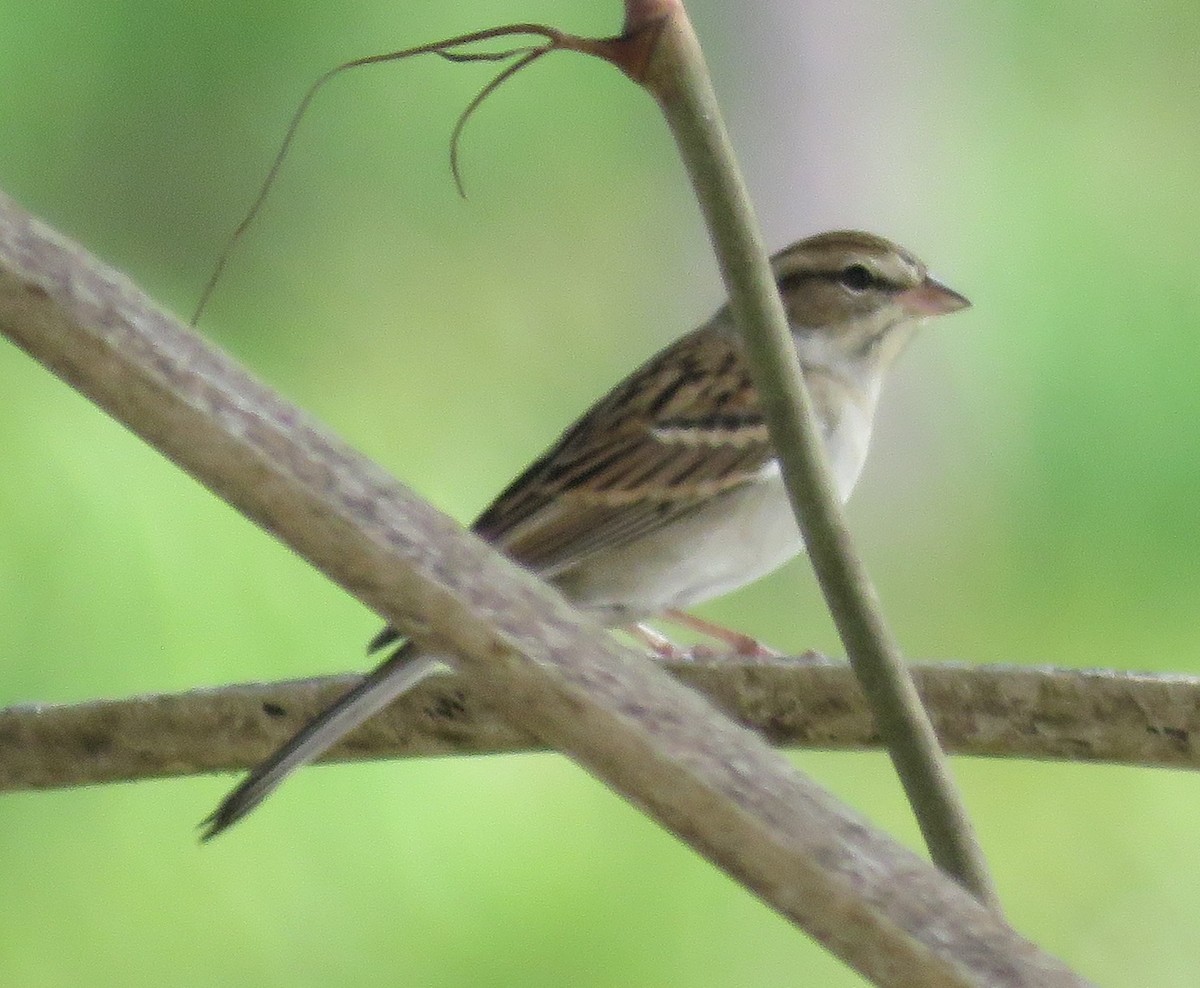 Chipping Sparrow - ML272651841