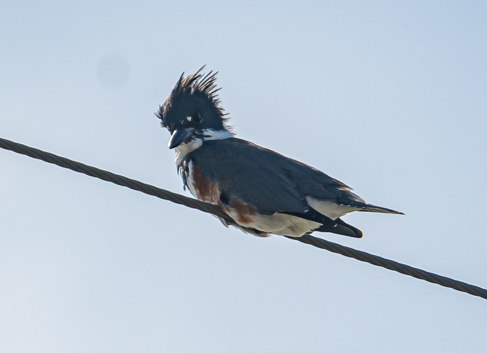 Belted Kingfisher - ML272652011