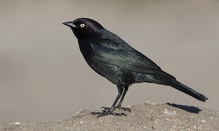  - Brewer's Blackbird