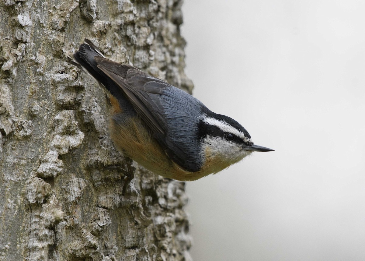 Red-breasted Nuthatch - Anthony Kaduck