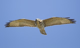  - Broad-winged Hawk