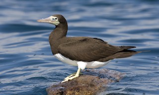  - Brown Booby (Brewster's)